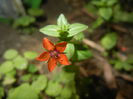 Anagallis arvensis (2015, May 31)