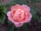 lady of shalott