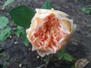 crown princess margareta