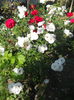DSCN7916