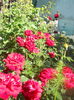 DSCN7922
