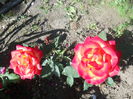DSCN7924