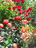 DSCN7925