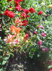 DSCN7926