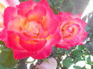 DSCN7927