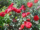 DSCN7928