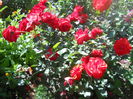 DSCN7929