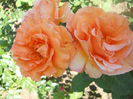 DSCN7939
