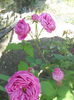 DSCN7941
