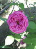 DSCN7942