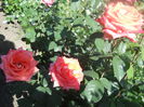 DSCN7949