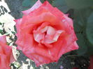 DSCN7950