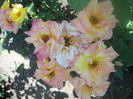 DSCN7952