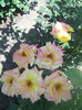DSCN7953