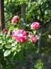 DSCN7954