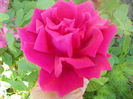 DSCN7962