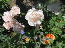 DSCN7963