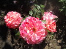 DSCN7964