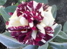 DSCN7966