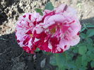 DSCN7967