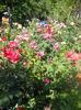 DSCN7974