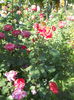 DSCN7975