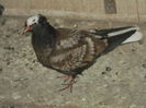 Picture 6018
