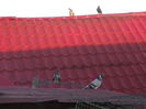 Picture 6021