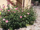 Picture 5994