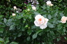 garden of rose