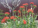 LYCHNIS CHALCEDONICA
