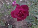 Burgundy Ice