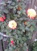 20150603_150107