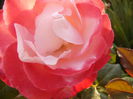 Rosa Nostalgie