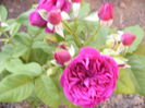 Rosa Purple Lodge