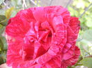 P1240677