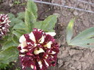 Rosa Dimov-nr.19-