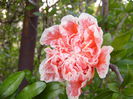 P1240717