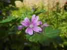 Malva sylvestris (2015, May 31)