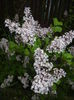 Syringa patula Miss Kim (2015, May 11)