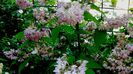DSC04629