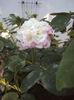 DSC09216