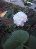 DSC09218