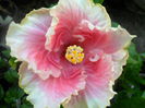 SAM_5833
