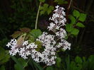 Syringa patula Miss Kim (2015, May 11)