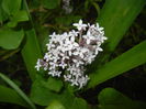 Syringa patula Miss Kim (2015, May 11)