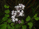 Syringa patula Miss Kim (2015, May 11)