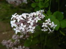 Syringa patula Miss Kim (2015, May 11)