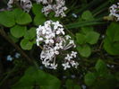 Syringa patula Miss Kim (2015, May 11)