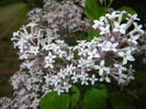 Syringa patula Miss Kim (2015, May 11)